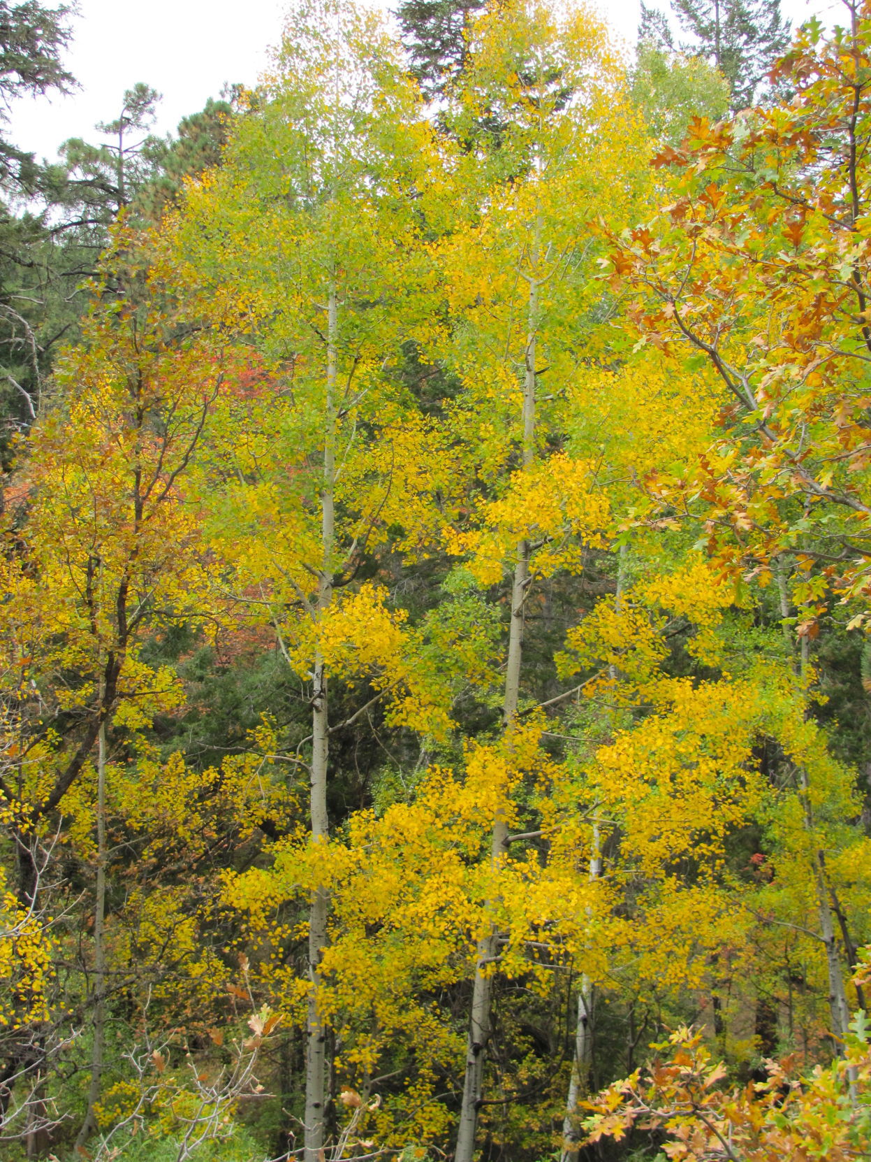 Fall colors